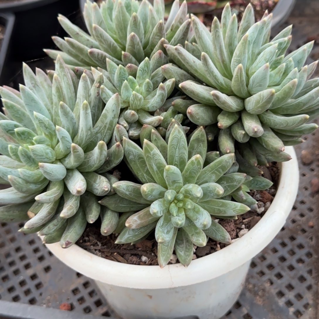 炫彩星一物一拍包装收缩花旱