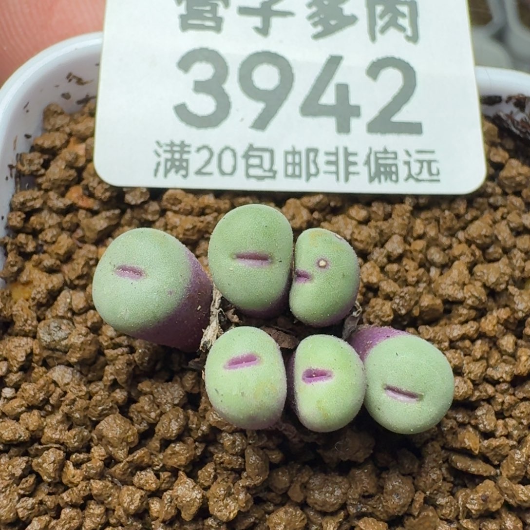 脱土。 小红嘴。   6头。      