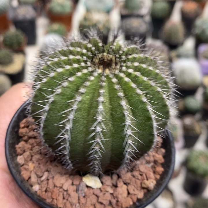 实生尤博球特价福利