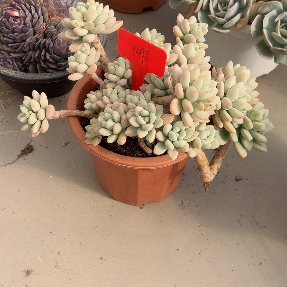 赫*拉1496洛神多肉植物