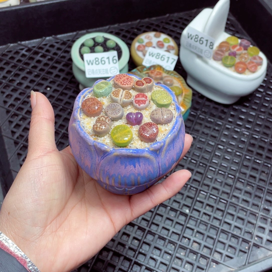 w8620 -零下地区拍保温箱 -15支持寄养