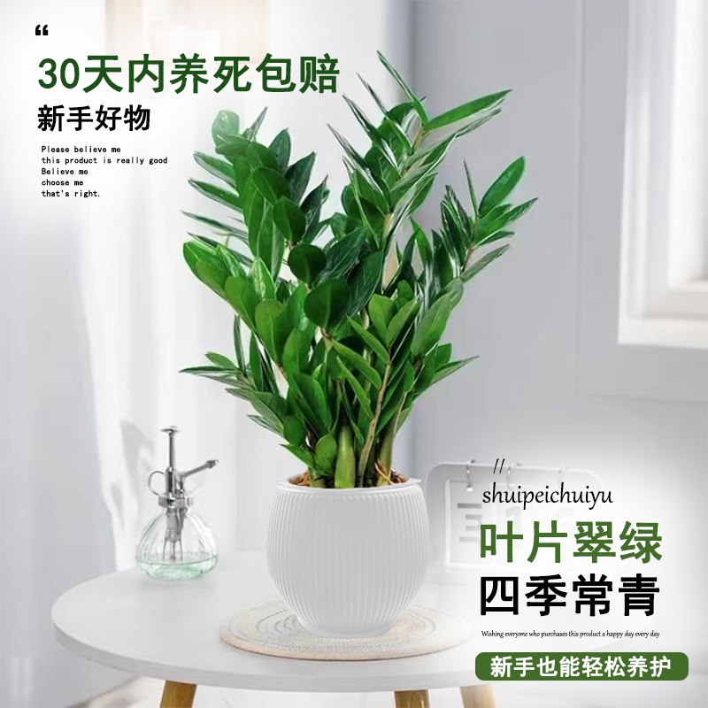 白色宝塔盆金钱树50-60cm绿植钱串子室内客厅盆栽耐旱植物常青