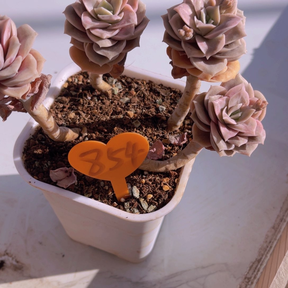 ?***?854号多肉植物一物一拍