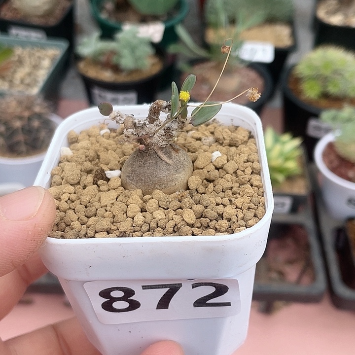 872恩特美厚墩菊块根