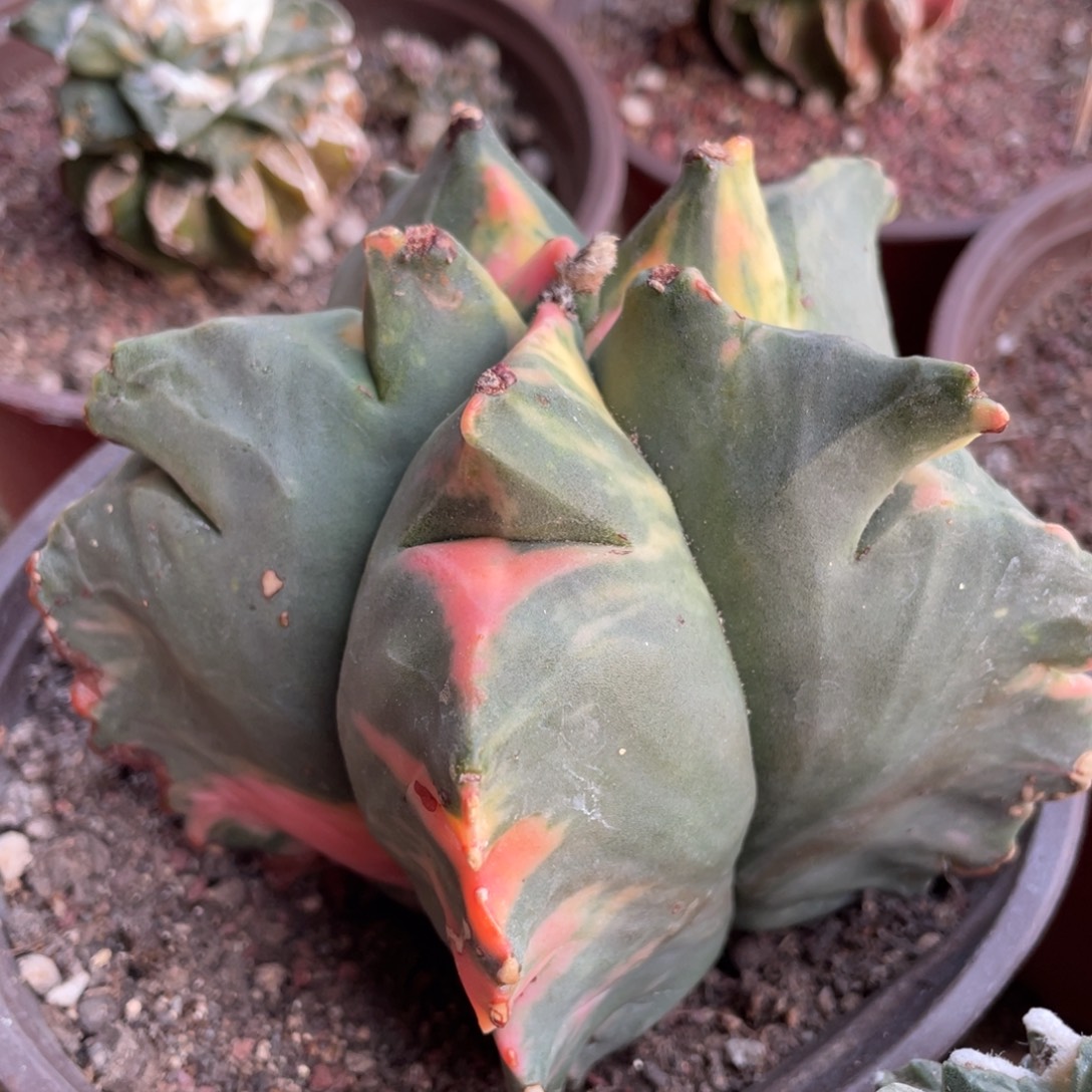 无花朵木心根 角犹龟甲鸾锦018