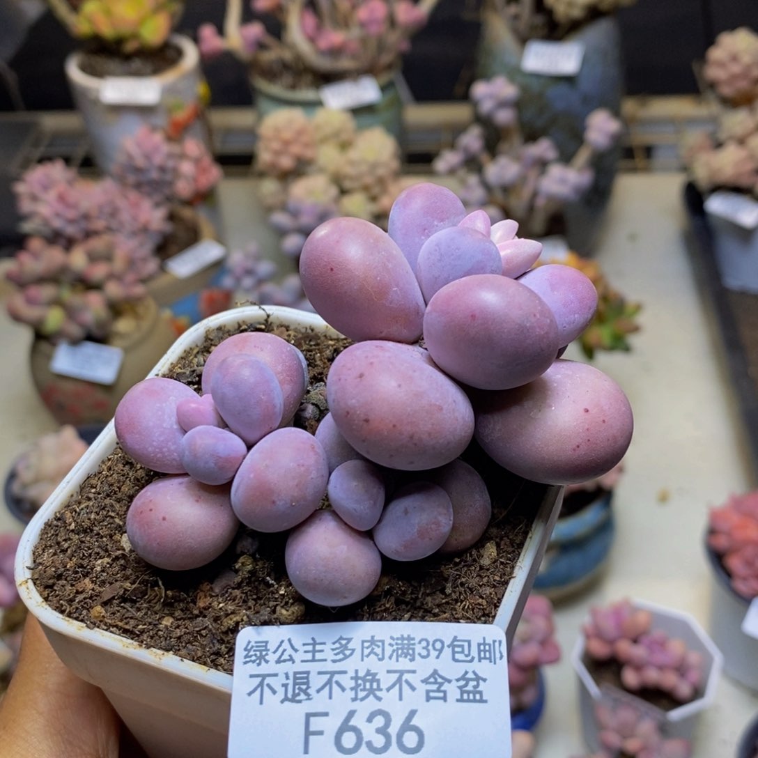 636橙奶多肉肉7c m