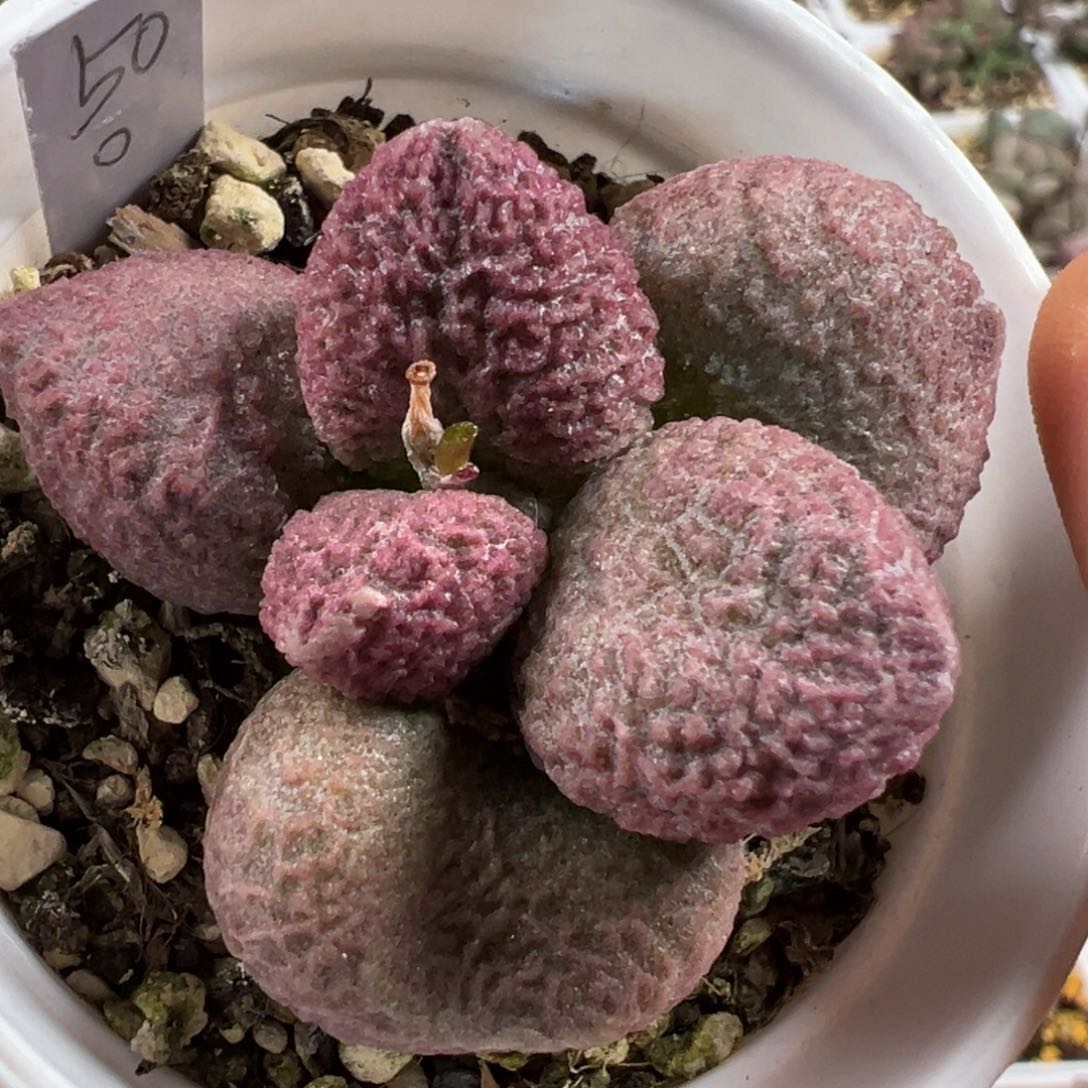 胖叶型颗粒款实生新品