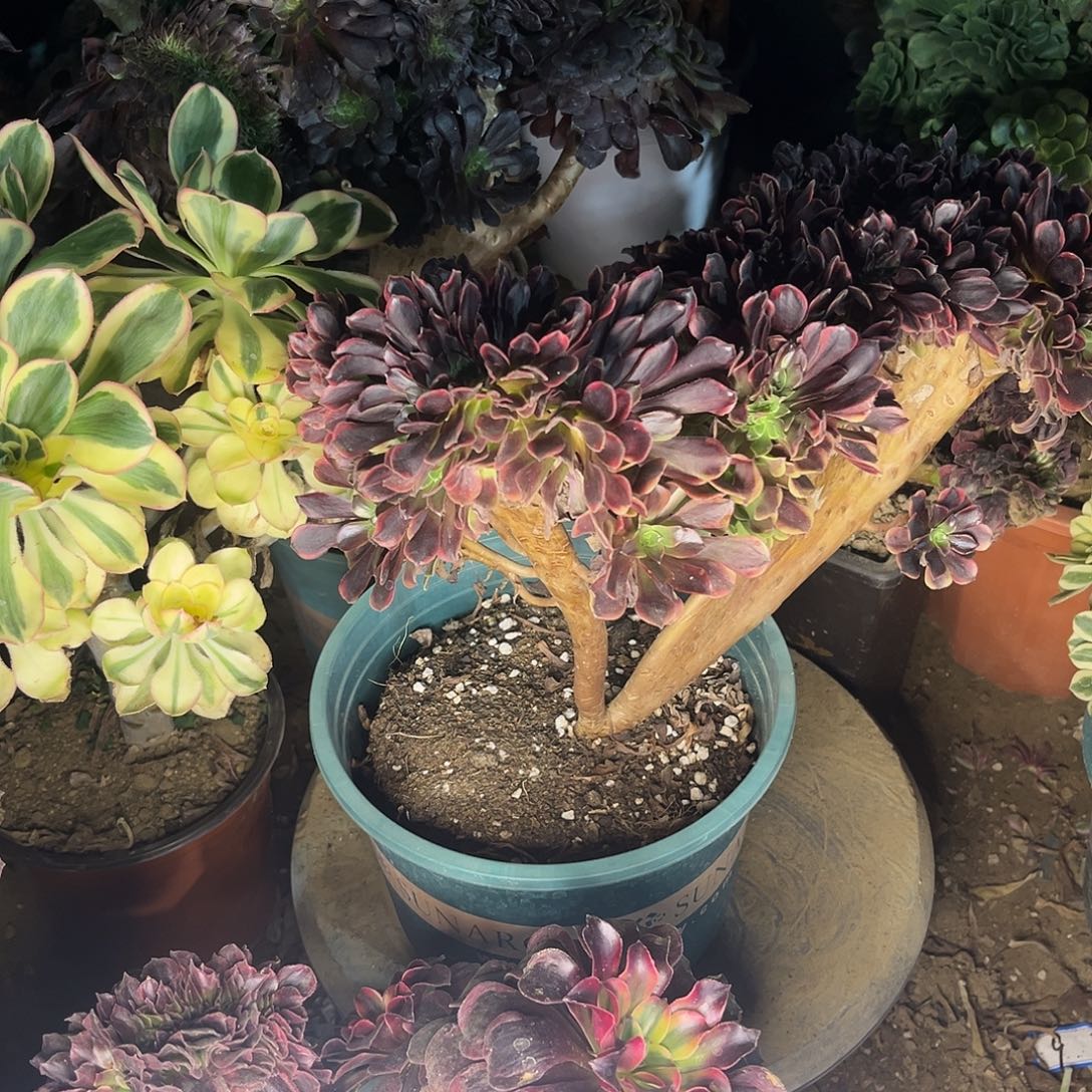 1欧嘉莉缀化法师多肉植物