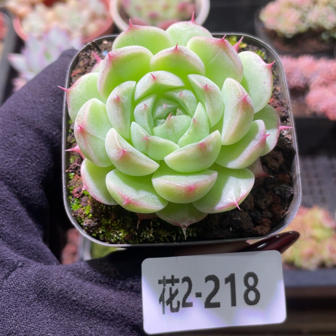 花利美2-218麦秆单头