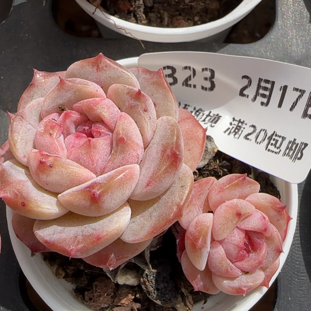 花语逸境0217-323