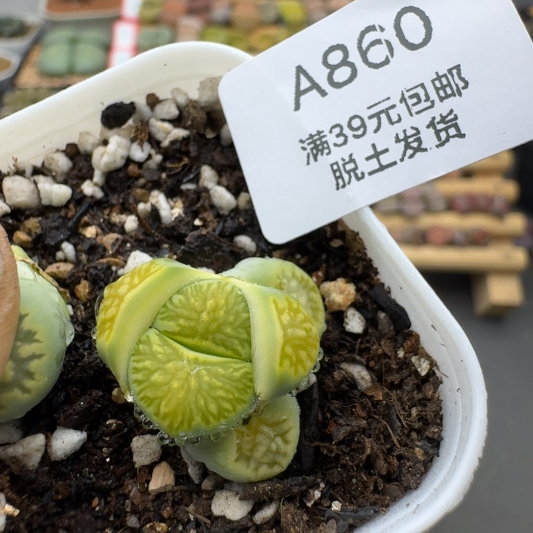 860多肉哈哈哈哈哈哈哈