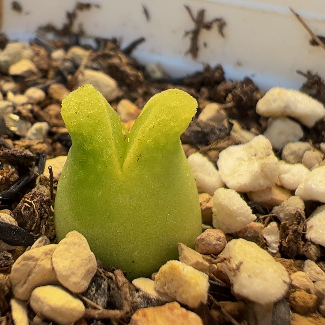 66多肉植物百科知识