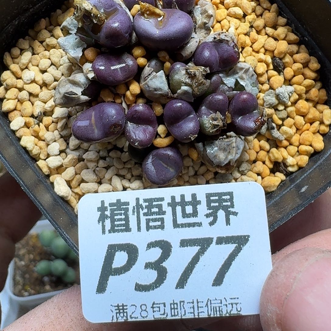 多肉杂的人生风格bnn