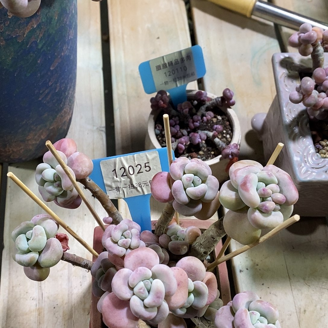 y***y12025阿妈v哦了哦魔芋