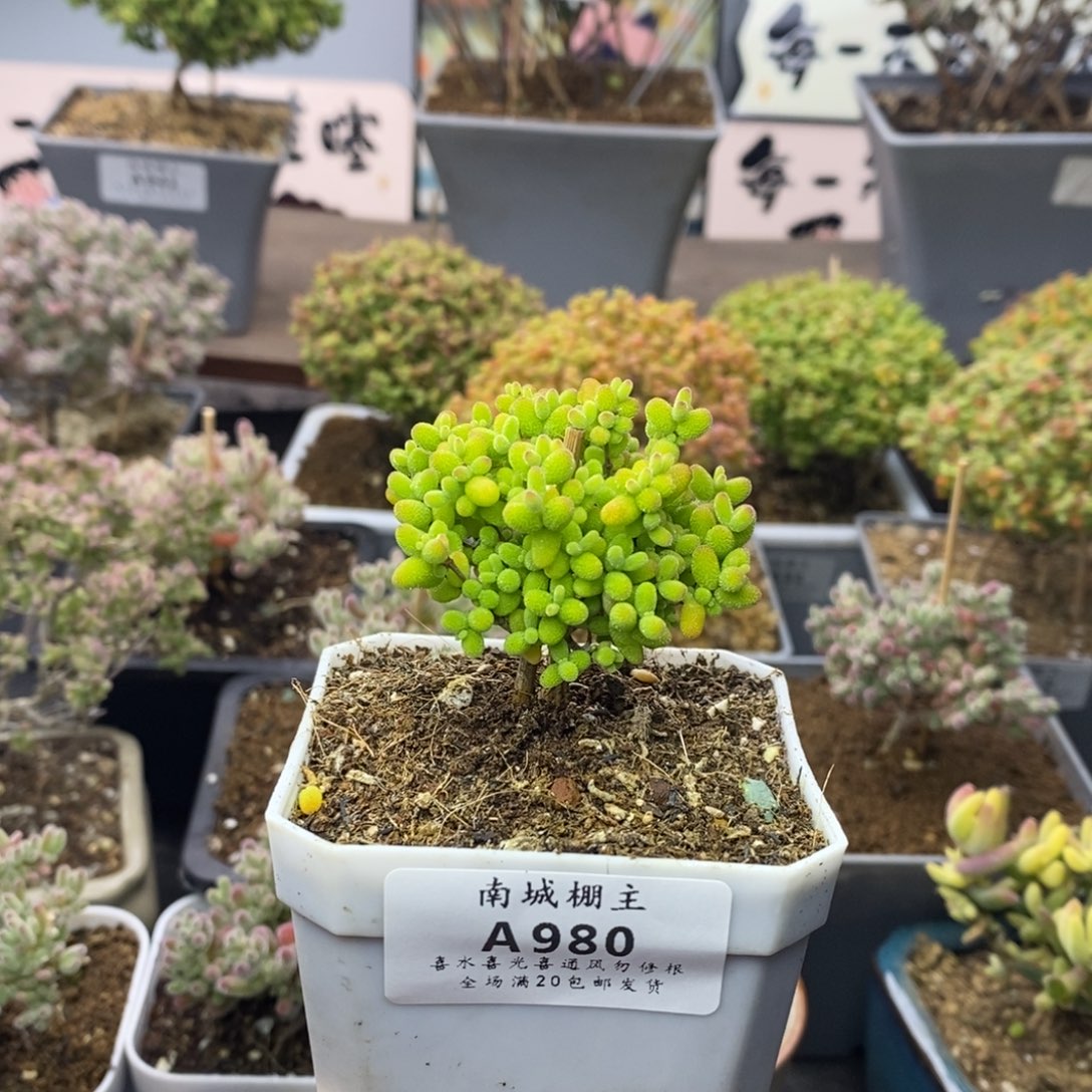 980蜜橘糖球枝干