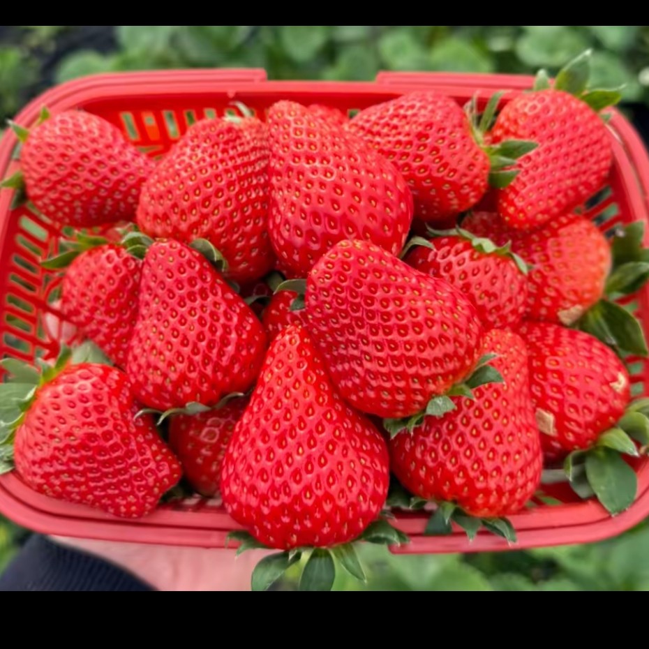 红颜草莓19.9元半斤/250g（现摘现发）