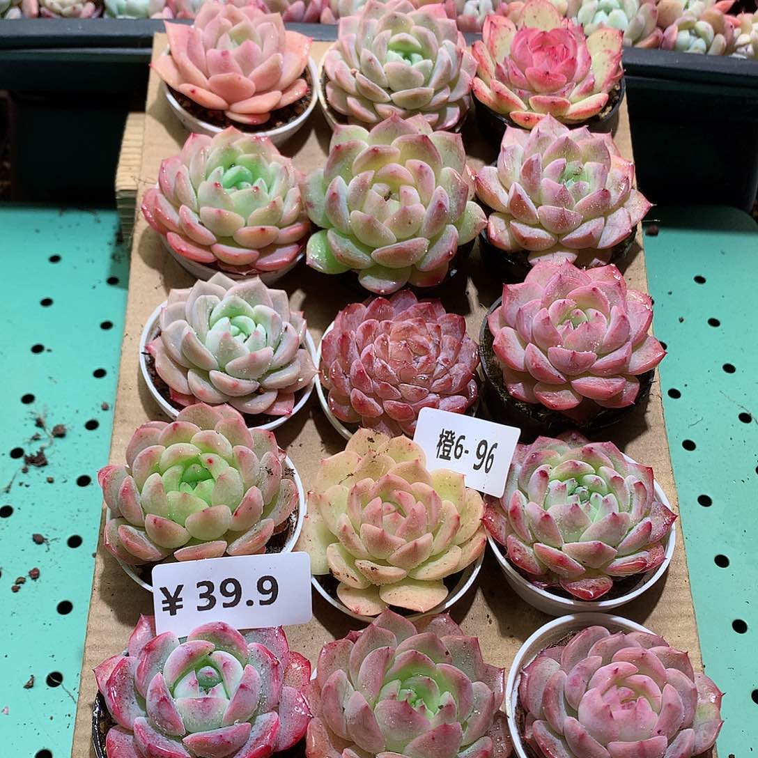 6-96一物一拍带盆18颗