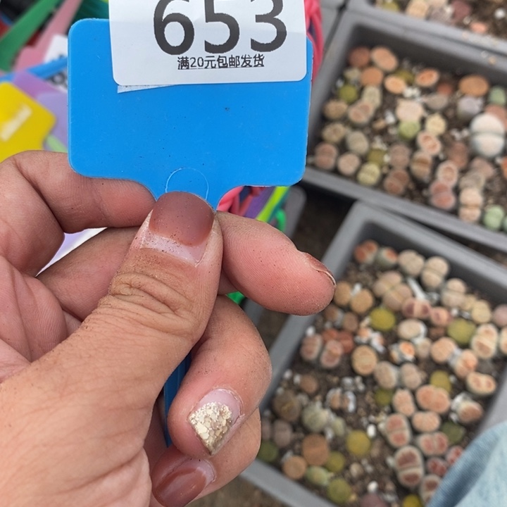 ****️生石花等植物的653