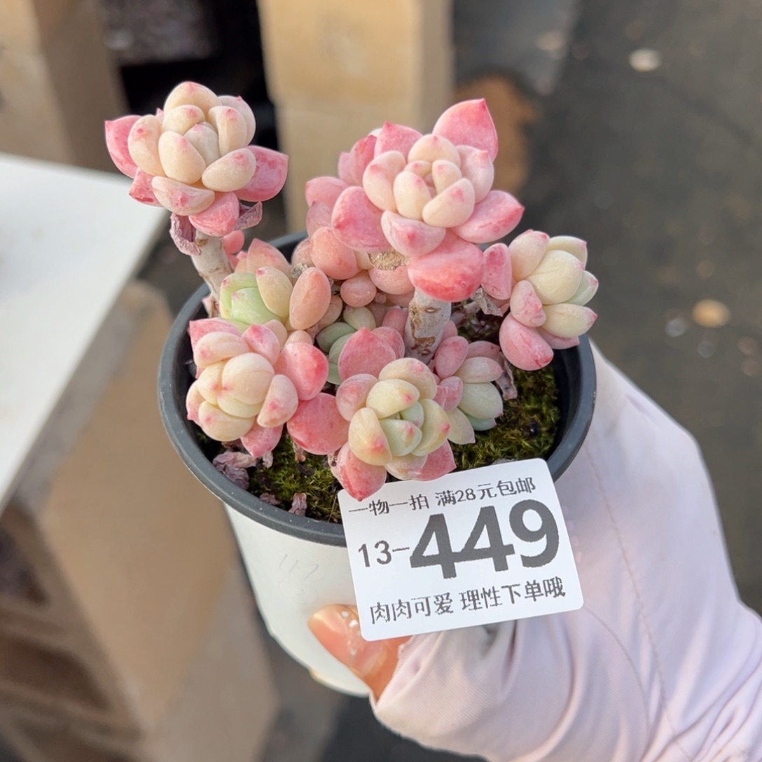 粉香水多肉多肉多肉多肉