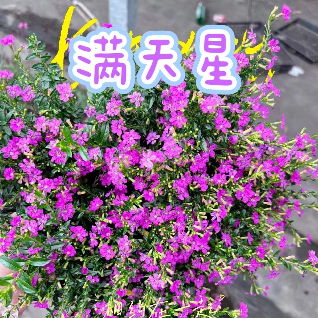 【木本满天星】绿植盆栽室内客厅原盆原土耐热耐养