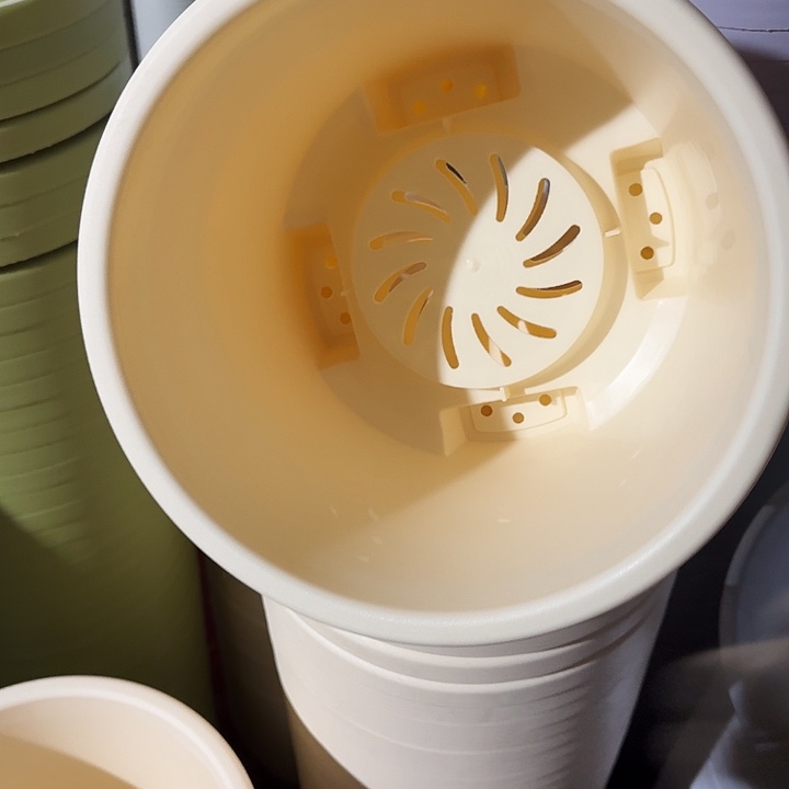 球根26口径6个无托米黄