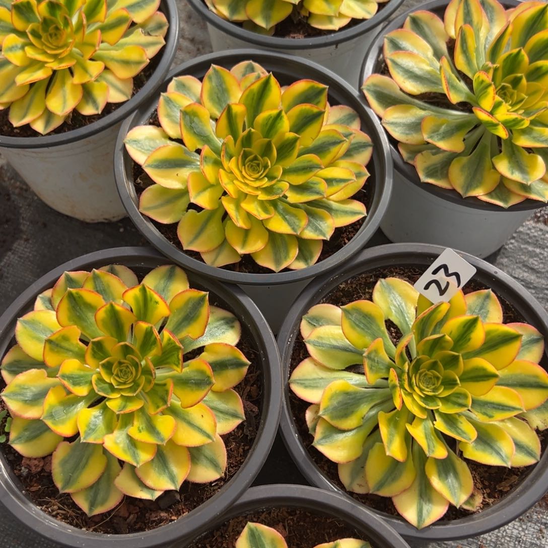 23太阳神多肉系20多肉