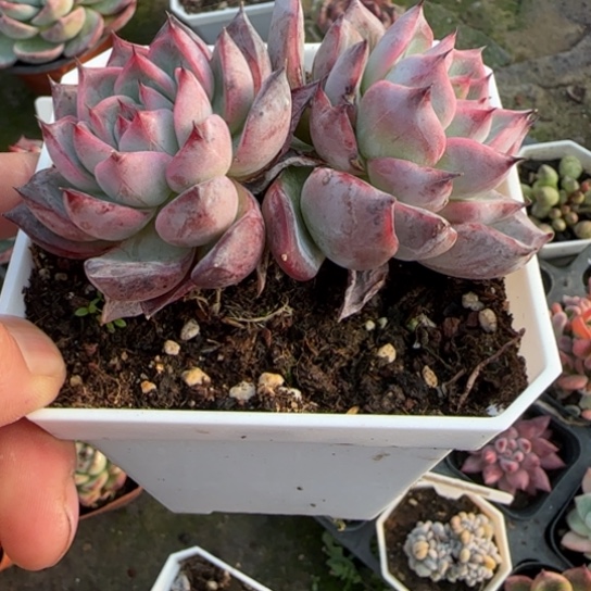 394黑天鹅多肉植物多