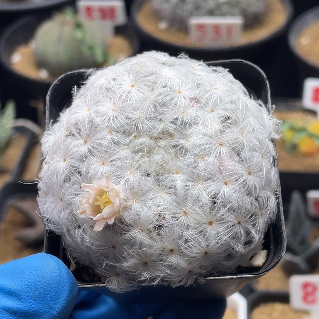 高绒降落伞白星仙人球