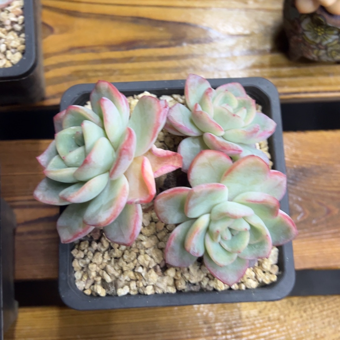 张张精品多肉泡芙