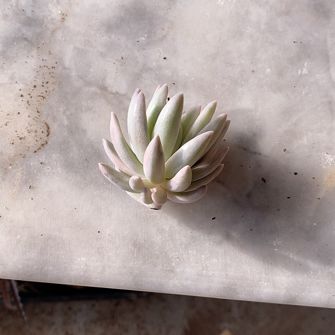 月***兰虞美人锦多肉植物老桩