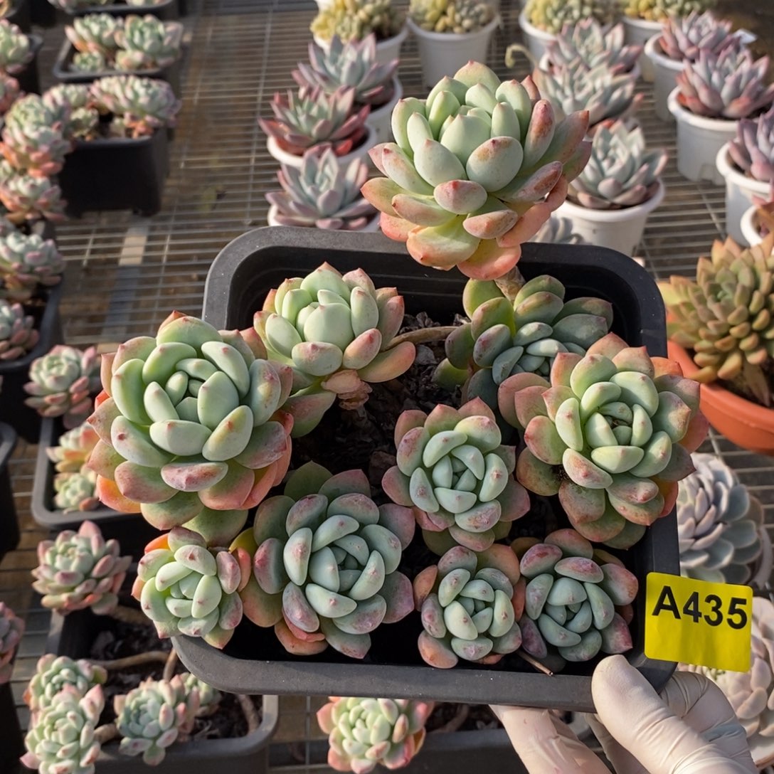 435望舒老桩一物一拍