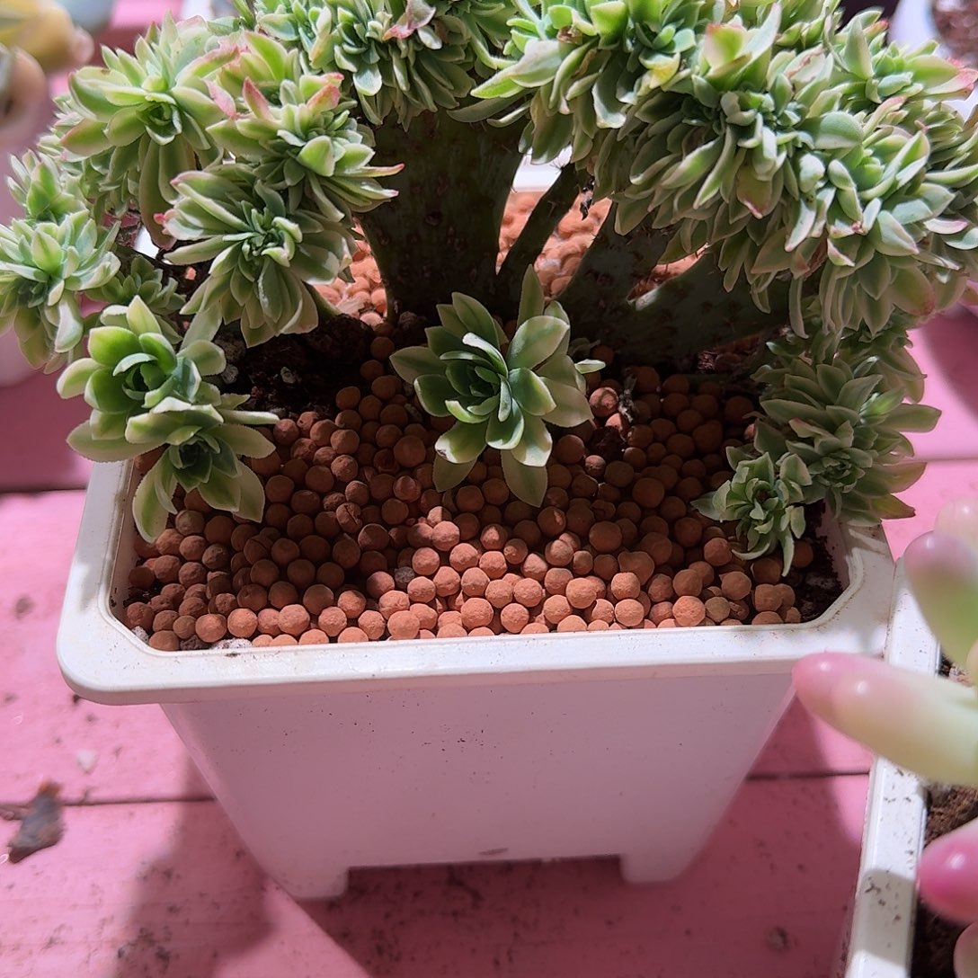 薄化妆锦缀，多肉植物