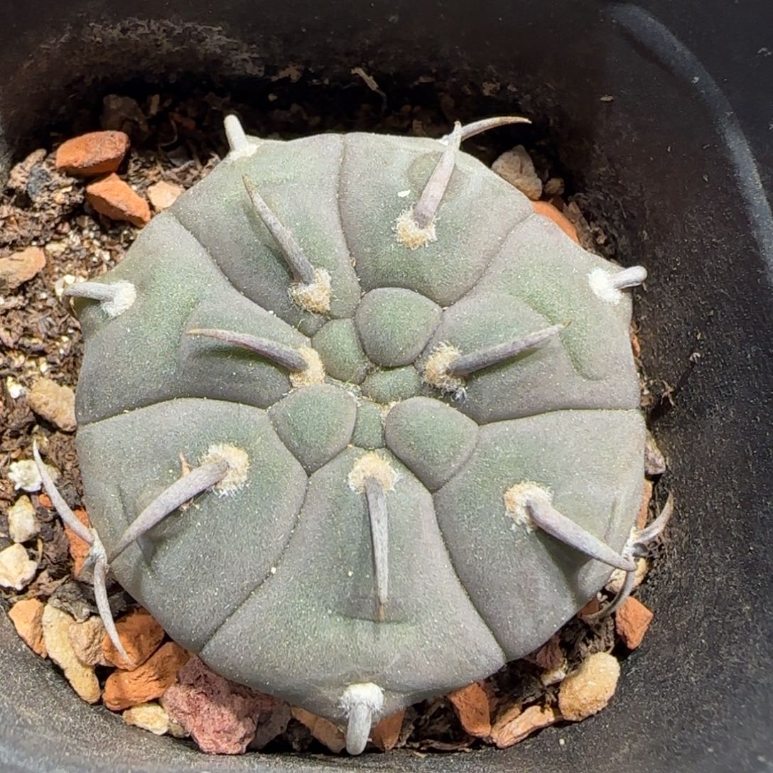 3.9实生短豪刺一本刺多肉