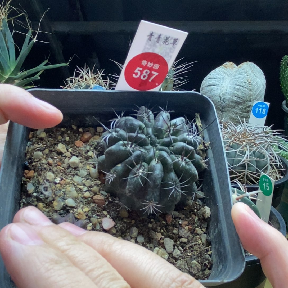 实生吼熊丸4.9cm一棵仙人球