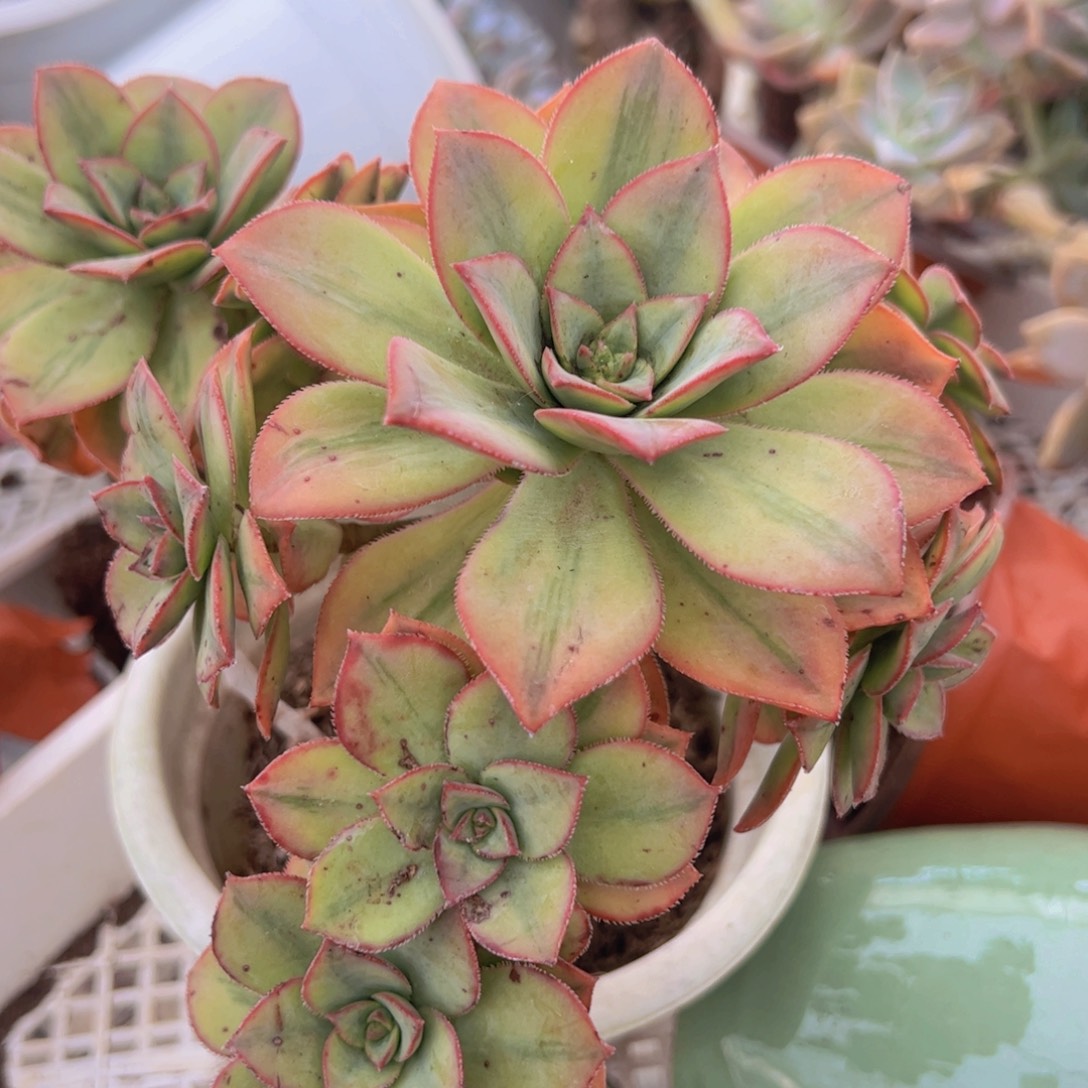 星爆整装整群老桩