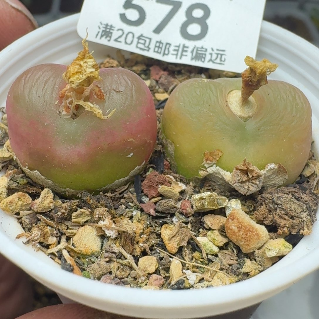冰魄带盆土。          