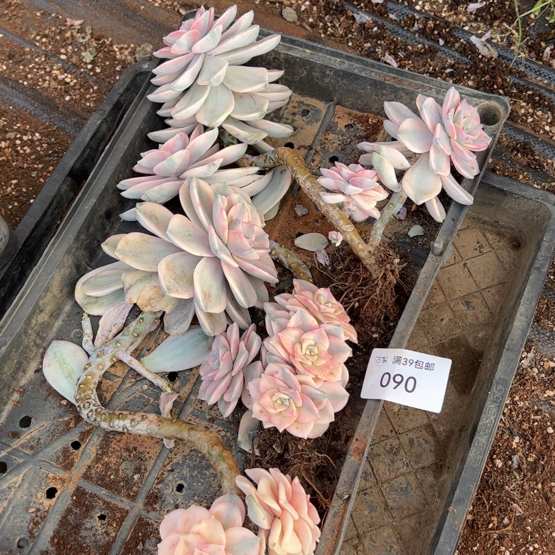 090多肉植物纤维维生素