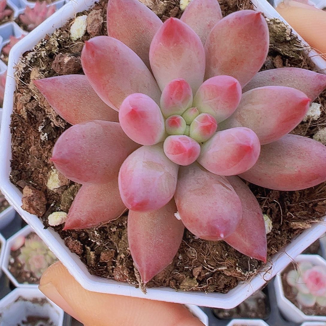 虞美人19包邮多肉植物