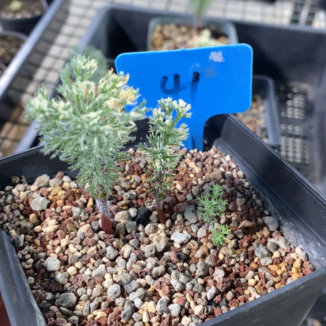 鸡毛掸雾冰玉多肉植物