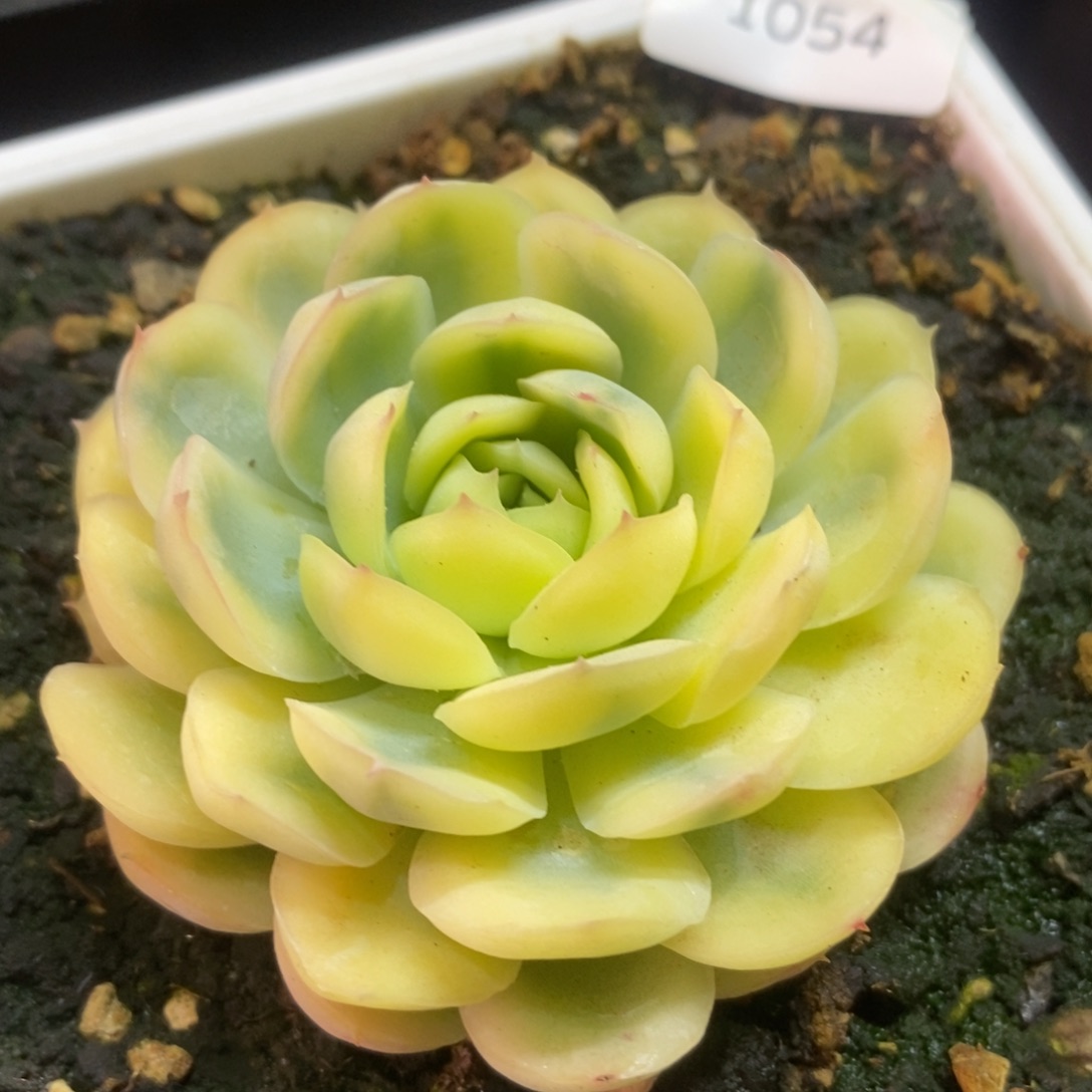 1054草莓冰锦 多肉