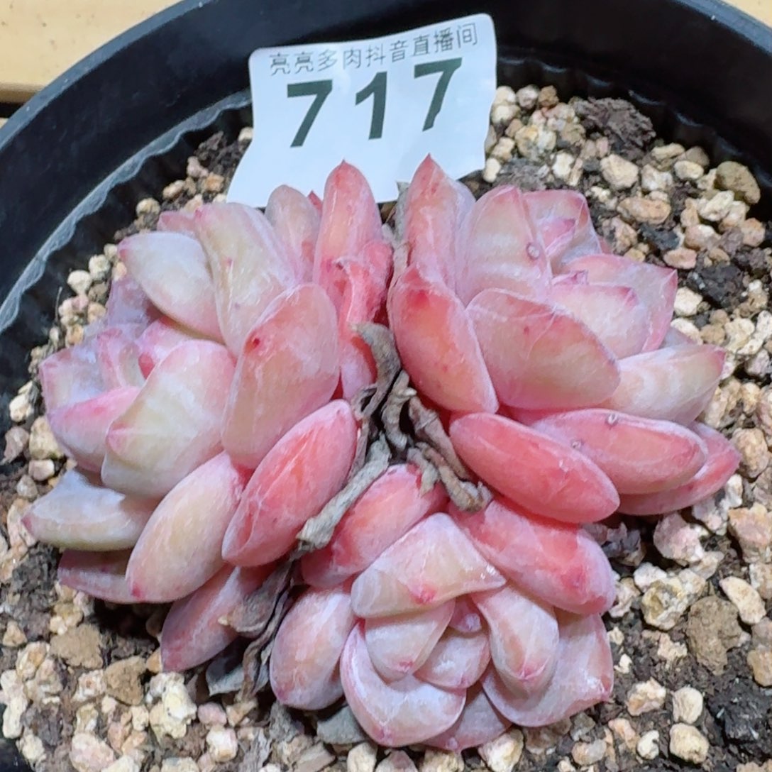 星影石化         精品多肉