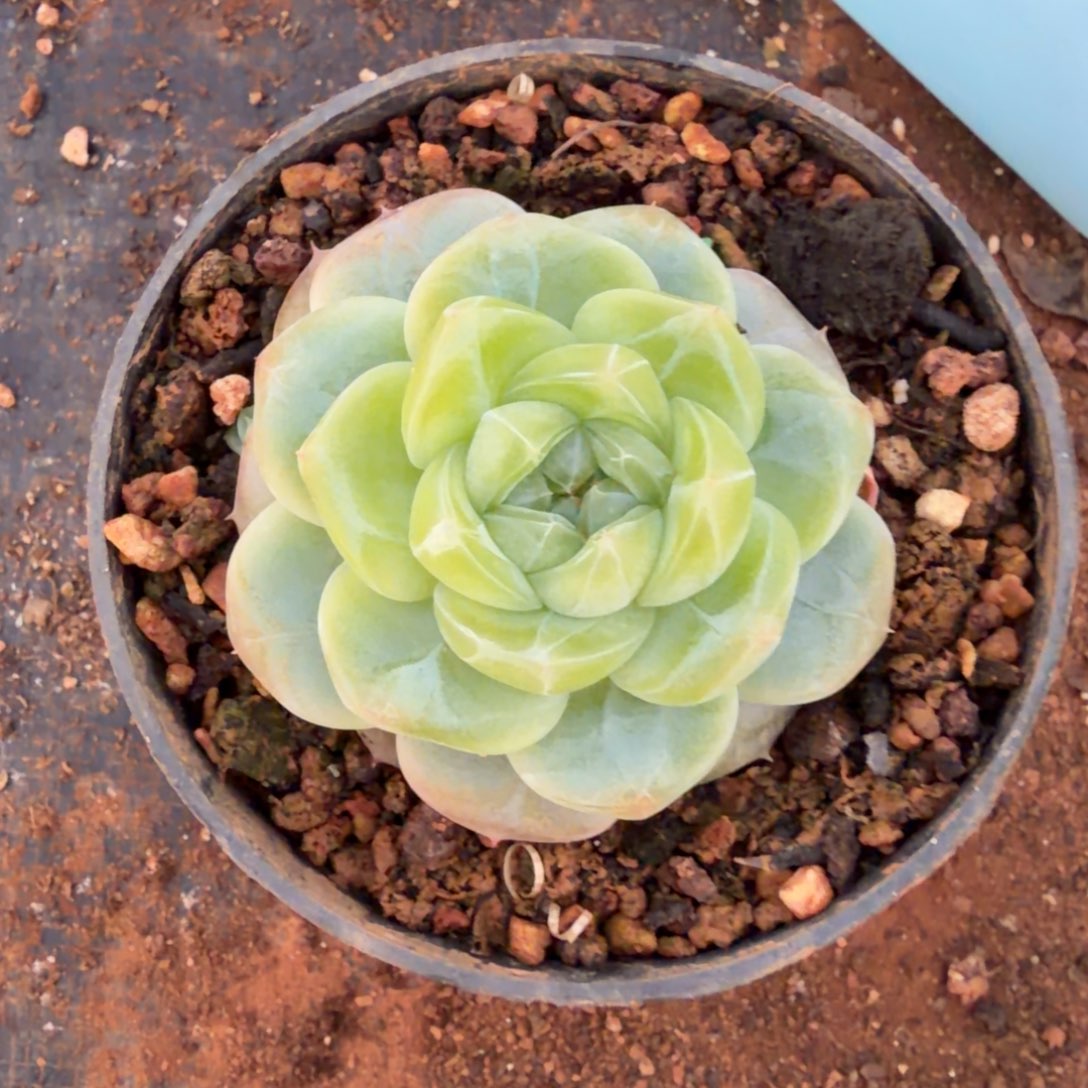 18-58一物一拍多肉杂交