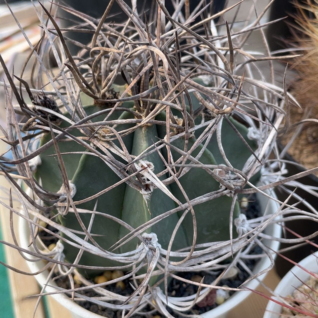 仙人球星球属黑刺水牛角实生9厘米