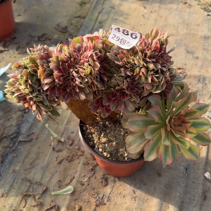 红秀缀……多肉植物……