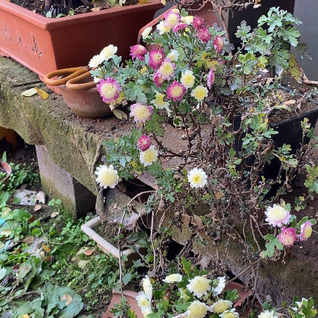 灰***鞋完全开放露骨饿菊花