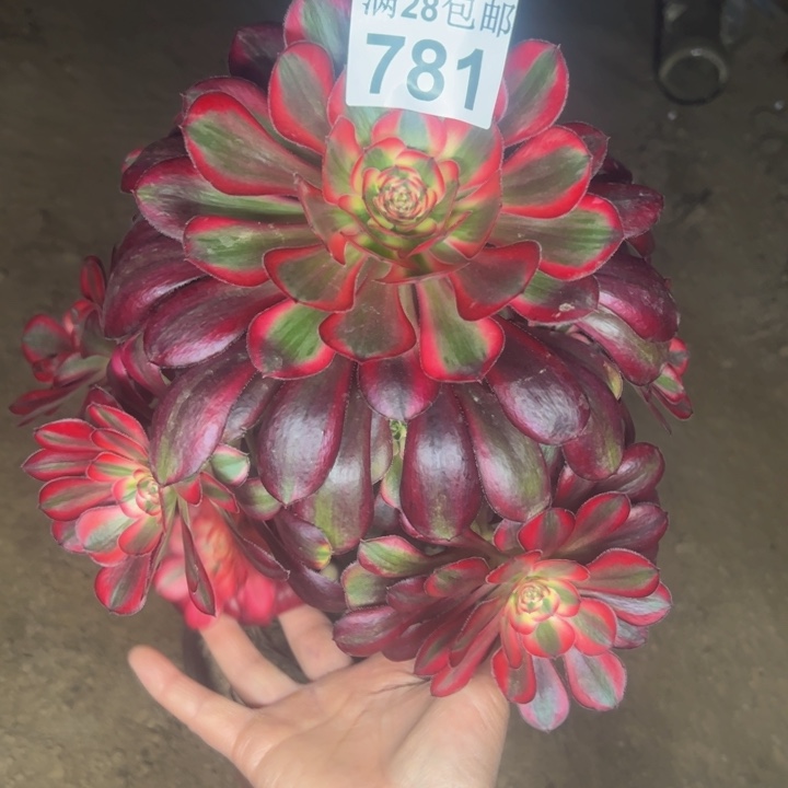 781香奈儿多肉植物