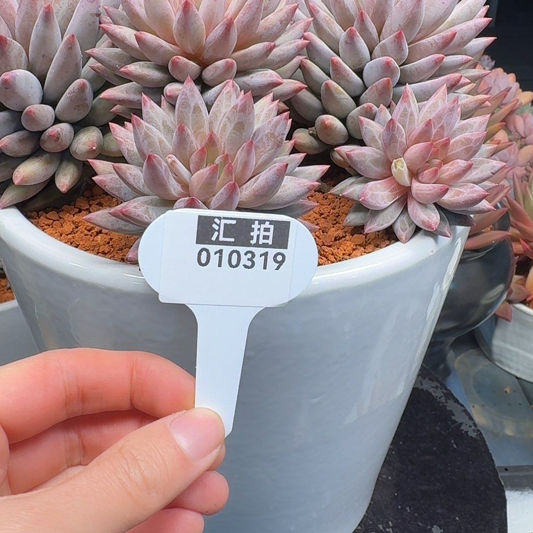精品多肉植物010319