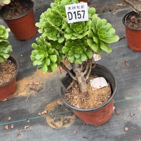 157绿羊绒不包断枝