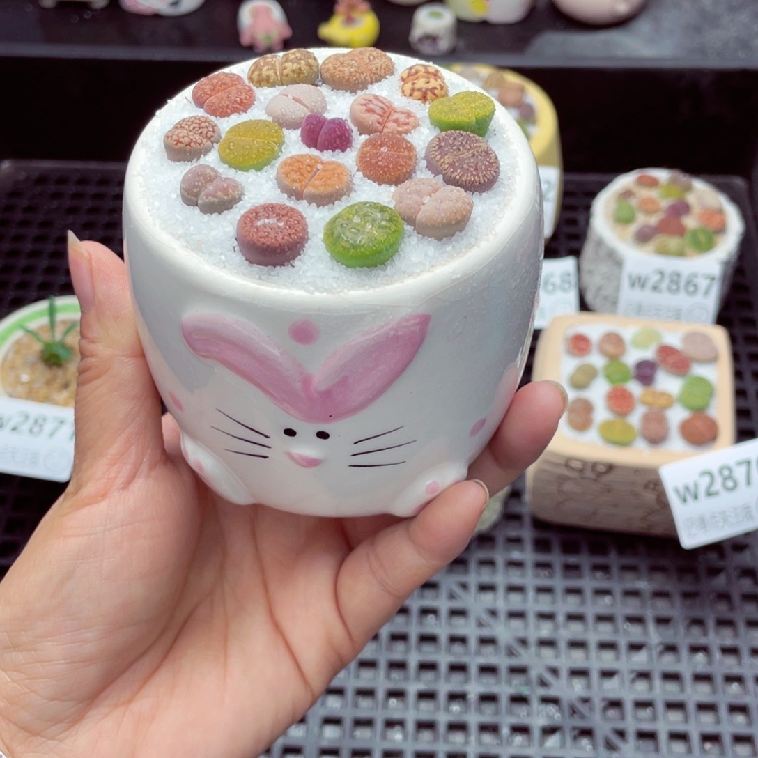 w2874 带盆土发货一物一拍