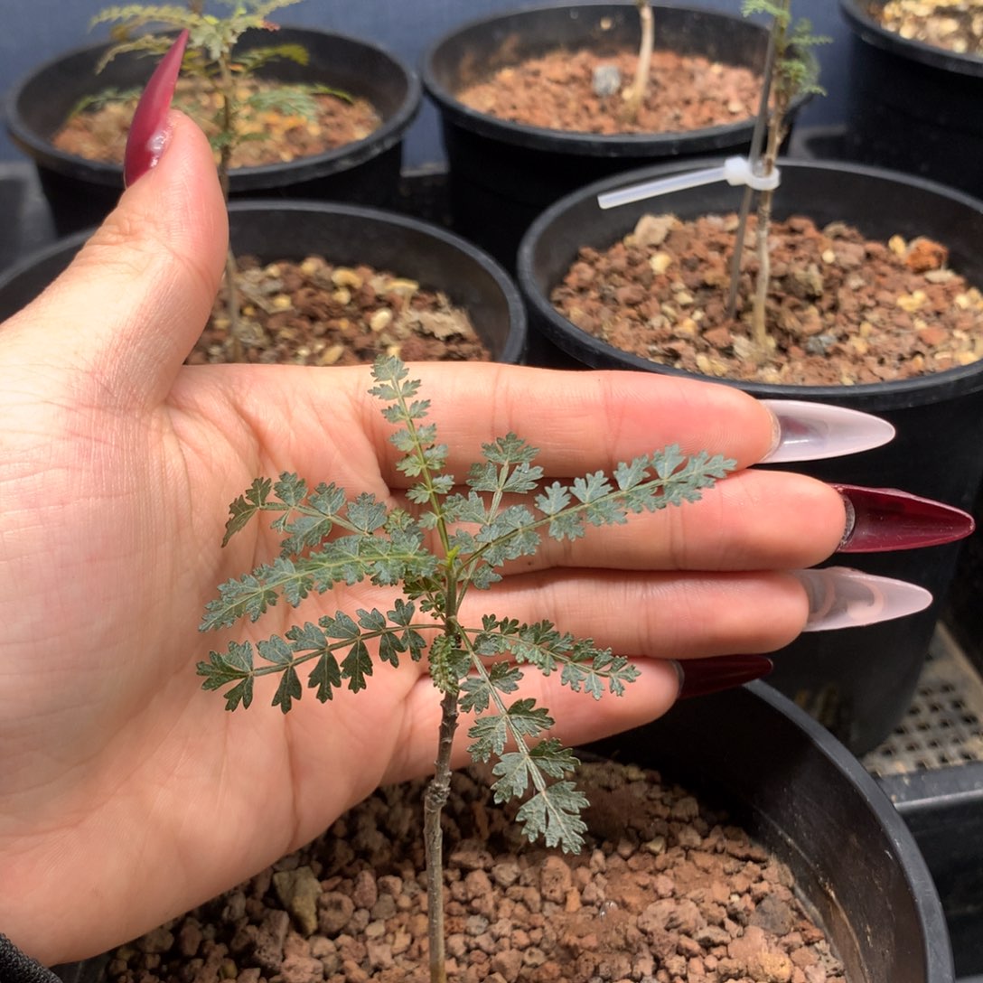 索科特拉乳香实生小苗